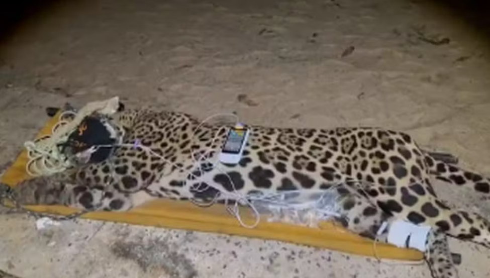 Onça que atacou e devorou caseiro é capturada no Pantanal; veja